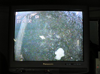 写真：シマフクロウの巣箱モニター