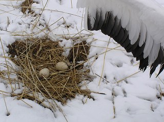 写真：鶴公園　卵を守ろうとするタンチョウの様子