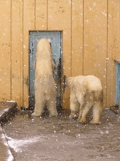 写真：雪の中のホッキョクグマのクルミとコロ