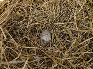 写真：ハクチョウ池　非公開ケージのオオハクチョウの卵