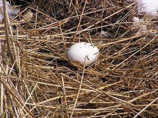 写真：鶴公園　タンチョウの巣と卵