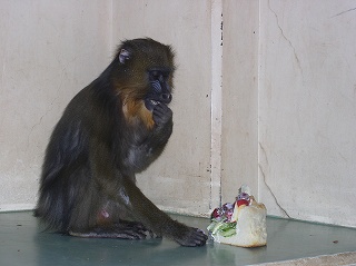 写真：マンドリルのキーボーのお誕生日の様子