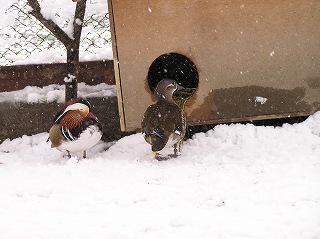 写真：雪の中のオシドリのペア