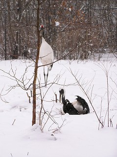 写真：卵を抱いているタンチョウが立ち上がった際に見えた卵1