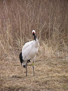 写真：タンチョウのエムコ