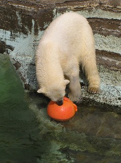 写真：浮き球で遊ぶホッキョクグマ「ツヨシ」