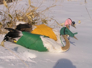 写真：放鳥直前の目隠しなどをされているタンチョウの様子