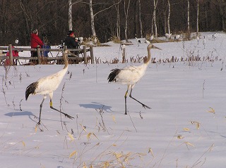 写真：放鳥したタンチョウ