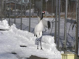 写真：タンチョウが怒って頭の赤い部分が目立つ様子