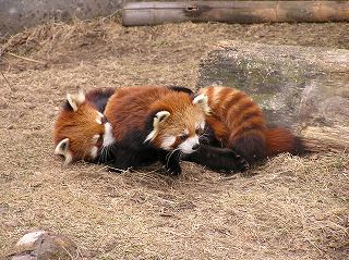 写真：レッサーパンダ2頭