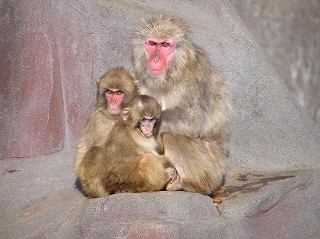 写真：ニホンザルの固体判別用に使ったもの