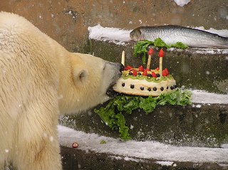 写真：特製ケーキにかじりつくツヨシ