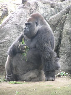 写真：上野動物園に出張中のゴリラのムサシ