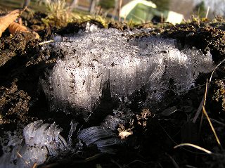 写真：園内の霜柱