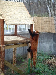 写真：新居によじ登るレッサーパンダのゴウ