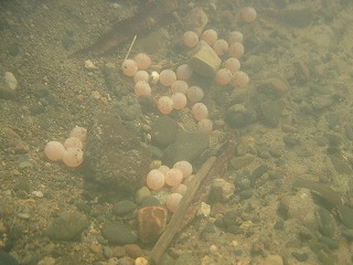写真：産卵されたサケの卵