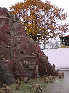 写真：サル山清掃後の様子