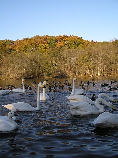 写真：秋のハクチョウ池とオオハクチョウ