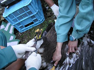 写真：ハクトウワシに個体識別の足環をつけている様子