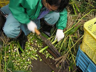 写真：エサにするためにトウキビの芯を切断している様子