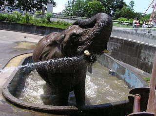写真：アフリカゾウのナナが水を浴びている様子
