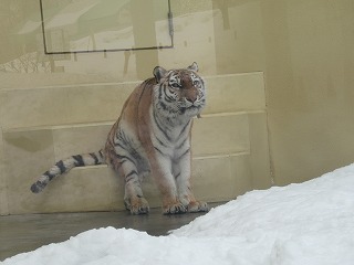 写真：3月16日（水曜日）ココア1