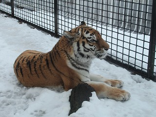 写真：3月16日（水曜日）ココア8