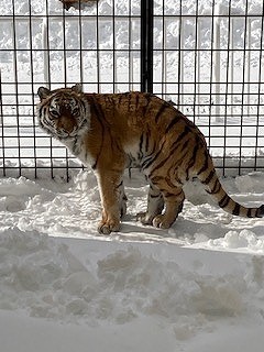 写真：3月20日（日曜日）ココア3