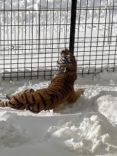 写真：3月20日（日曜日）ココア4