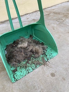 写真：掃いて集めたココアの抜け毛