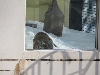 写真：2月4日（金曜日）ココア2