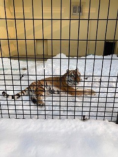 写真：2月27日（日曜日）ココア6