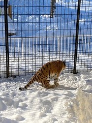 写真：歩きにくそうなココア