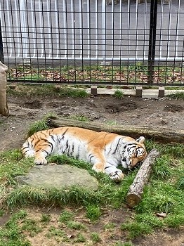 写真:ココアの寝姿1