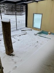 写真:12月21日ココアの運動場