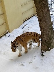 写真:12月21日ココア3