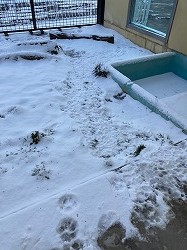 写真:12月21日運動場の足あと