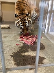 写真:12月26日ココア1