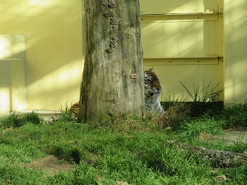 写真：10月30日ココア1