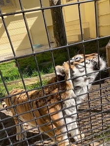 写真：9月20日ココア1