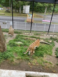 写真：8月16日ココア3