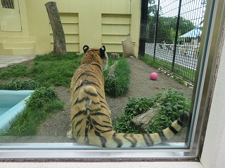 写真：7月1日ココア3