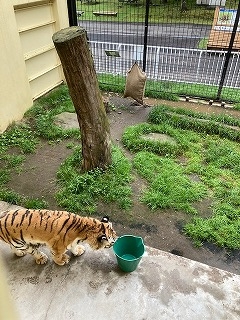 写真：7月10日ココア1