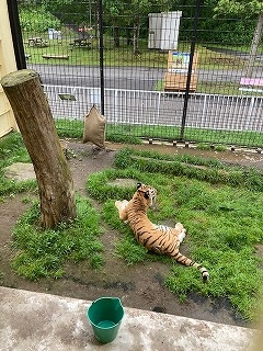 写真：7月10日ココア2