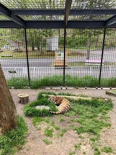 写真:6月3日ココア3