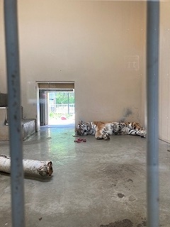 写真:6月9日ココア2