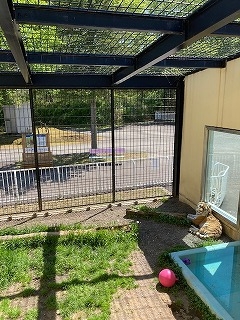 写真:6月9日ココア3