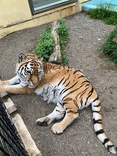 写真：6月17日ココア1