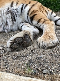 写真:6月17日ココア3