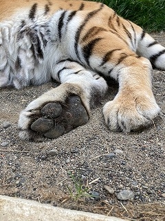 写真：6月17日ココア3